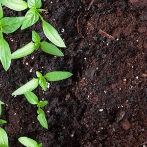 Compost & Bark